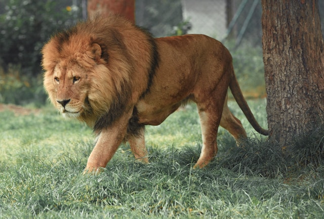 英文生字：獅子Lion 