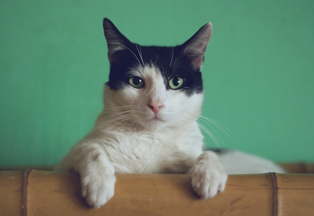 生字：cat 
