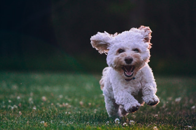 英文詞語：狗Dog 