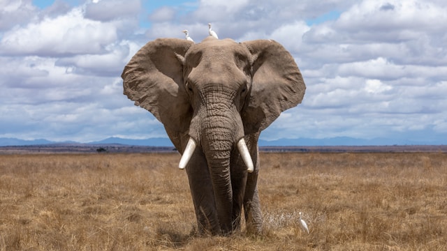 生字：elephant 