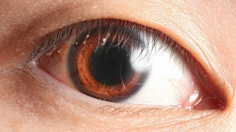 英文生字：eye 眼睛