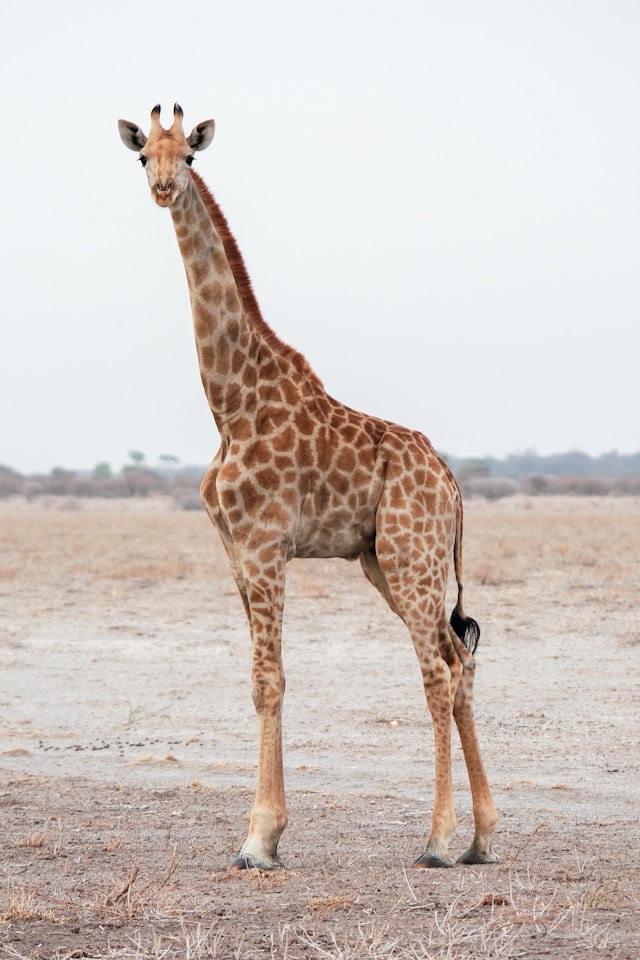 英文詞語：giraffe