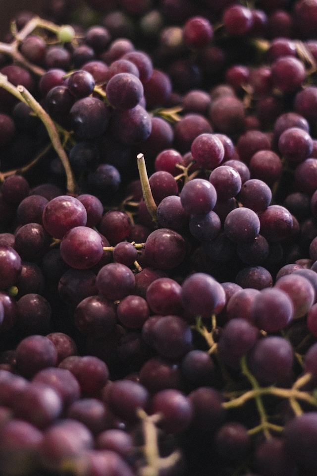 水果英文生字： 提子 grapes 