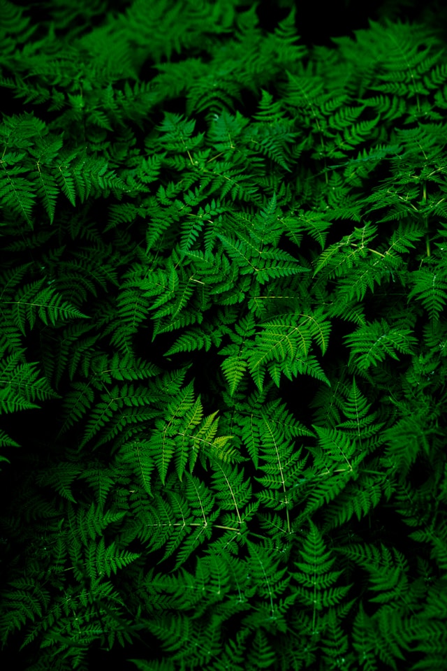 英文顏色詞彙green 