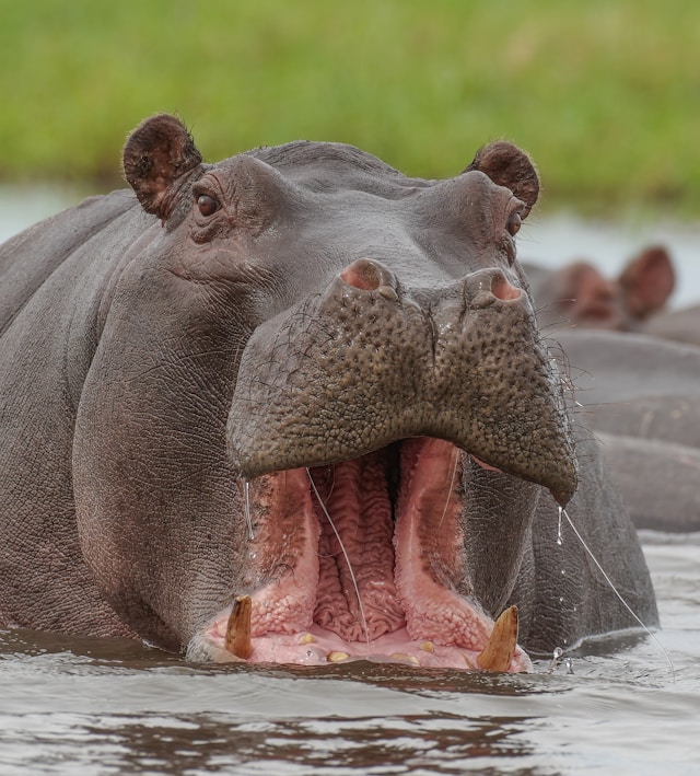 英文生字：hippo 