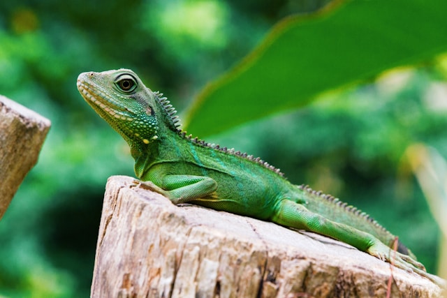 英文詞語：lizard 