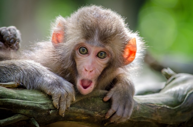 英文生字：monkey