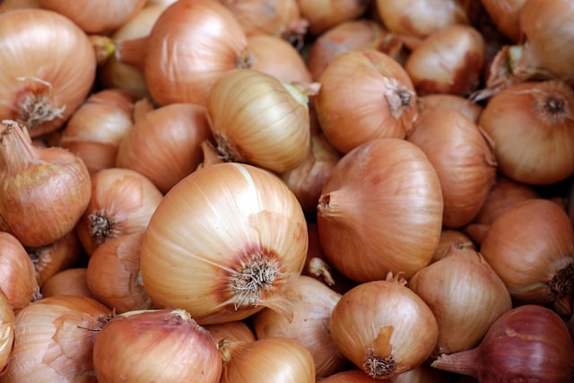 英文生字：onion 