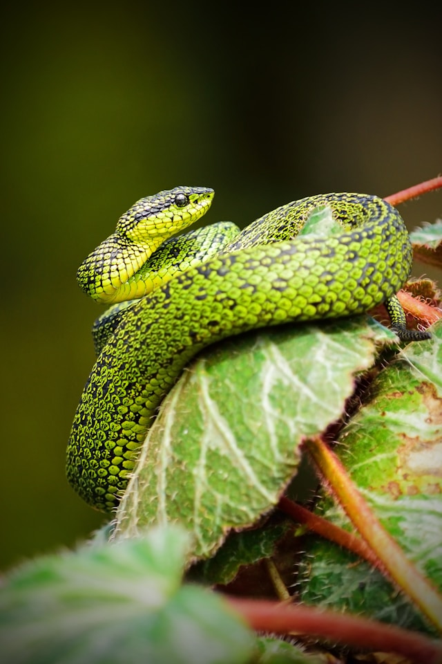 英文生字：蛇snake 