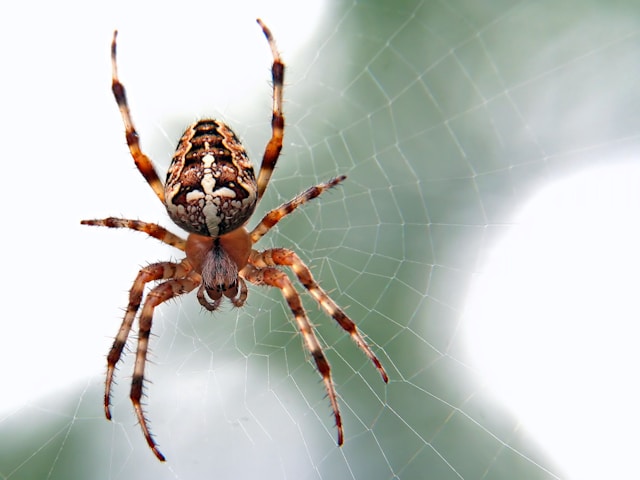 英文生字：spider 