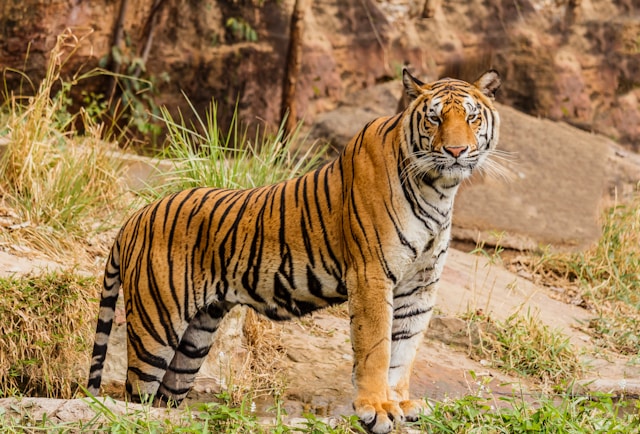英文常見生字：tiger 
