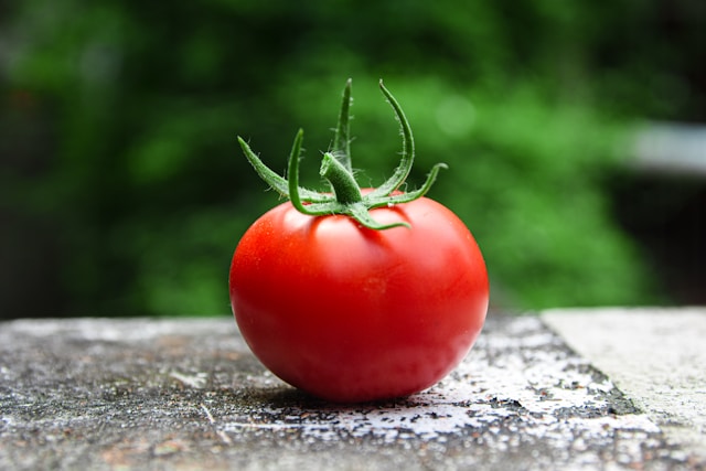 英文詞彙 tomato 